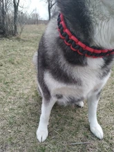 Collar de Color mejorado de alta calidad para perros grandes, Pastor Alemán, cadena P, ajustable, para perros medianos y grandes