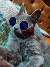 Gafas de protección contra el desgaste para perros y gatos adorables, productos para mascotas, protección contra el desgaste, gafas de sol, fotos, accesorios para mascotas, 1 ud.