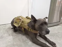 Dog-Vest Pet-Training-Vest Military-Working Tactical Dogs Strong-Dog Large with Handle