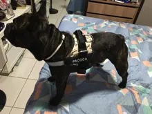 Arnés de perro sin tirones, arnés de mascota ajustable transpirable reflectante para chaleco de perro, Parche de identificación personalizado para exteriores, suministros para perros que caminan