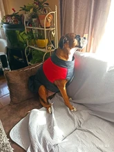 Jacket Puppy-Clothing Dog-Coat Dogs Golden-Retriever Waterproof Winter Pet-Vest Small