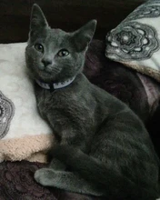 1 Uds Colorul, suministros para mascotas, Collar de gato con Bell Collar de hebilla ajustable suministros para mascotas gatos gato accesorios Collar de perro