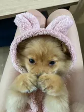 Jacket Clothing Puppy-Clothes Pet-Cat-Costume Dogs Soft-Fleece Chihuahua Winter For Yorkshire