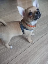 12 opciones de Color Pet arnés Collar de perro correa de Gato caminando arnés plomo colorido y tracción duradera la cuerda de Nylon 120cm