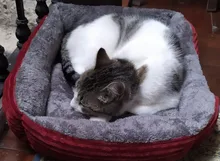 Cama rectangular para perro, saco de dormir, perrera, sofá para cachorro, casa para mascotas, cojín para camas para perros pequeños, legowisko, dla