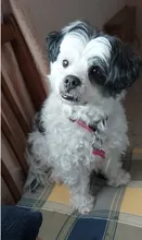 Llavero personalizado con foto de corazón, llavero de fotografía de gato, regalo de cumpleaños, recuerdo, Llavero perro de memoria