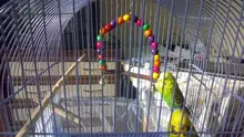 Columpio de madera Natural para loros, jaula colgante para mascotas con cuentas de colores, suministros para pájaros, campanas, juguetes, 1 unidad