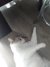 Hierba gatera Natural Gato Molar dientes con Matatabi Actinidia fruta Silvervine palillos de gato para aperitivo Limpieza de mascotas los dientes