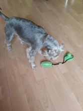 Pet Molar Bite Dog Toys Multifunction Rubber Pet Chew Toys Ball Puppy Suction Cup Pull