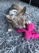 De pana de pana juguetes para perros pequeños perros grandes de forma de Animal felpa mascota cachorro chillón masticar juguete mordedor resistente accesorios de mascotas suministros