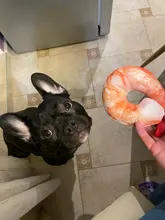 Juguete de mordida de perro para mascotas, mordedor de peluche para perros, Chihuahua, Yorkie, juguete para mascotas con sonido, entrenamiento interactivo, producto para mascotas