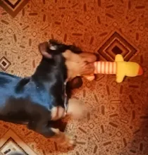 Dog-Toys Sound-Dolls Duck Pet Squeak Chew Funny Fleece Elephant Durability All-Pets Cat