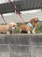 Arnés para perro o gato de nailon, arnés para perro o gato impreso, arneses para perros pequeños, chaleco para caminar para mascotas, correa para gatos, Bulldog Francés, Chihuahua, Yorkshire
