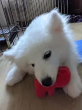 Dog-Toys Pets-Accessories Chew Small Dogs Fleece Cute for SUPRPET Size-Bear