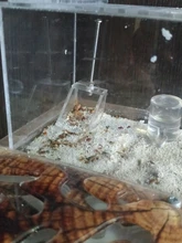 Polvo Dispositivo de limpieza para ant nido granja acrílica de hormigas o hormiga insecto nidos villa pet manía casa hormigas