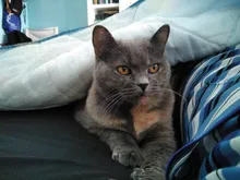 Protectores de oídos antiruido, tapones para los oídos con cancelación de ruido, impermeables, suaves, de silicona, para dormir, nadar y volar, 1 par