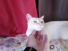 Riñonera informal para hombre, bolso de viaje, resistente al agua, con cinturón y cremallera, para deportes al aire libre tácticos, paquete multifuncional, bolsillo para teléfono