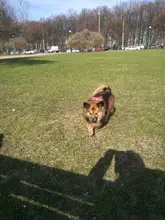 Mochila de nailon de colores para Gato, mochila multifunción con arnés y correa para perros pequeños