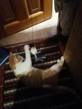 Interactive-Toys Teaser-Stick Cat Catcher Bird-Feather Plush-Cat-Wand Fish Cat Bell Mouse