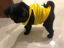 T-Shirt Small Dogs Cartoon Chihuahua Fashion Hot Cute for Pet-Dog-Clothes Cat