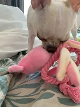 Gato de calamar para perro, juguete de pulpo, mascota de peluche BB, cuerda de perrito, mordedores de juguete con sonido rosa