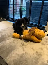 Juguete de entrenamiento de Mascota de peluche para cachorros, alivio de la ansiedad, ayuda para dormir, mordedores de juguete para perros