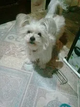 Collar de pulgas ajustable para mascotas, correa de cuello de perro, gato, conejo, antiácaros, Acari, remedio para garrapatas, suministros de Collar de nailon