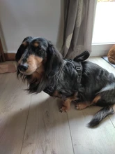 De Nylon reflectante perro arnés sin tirones ajustable mediano grande perro travieso Chaleco de seguridad Vehicular plomo caminar correr