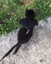 Conjunto de arnés y correa de Gato de Ángel para perros y gatos pequeños, correas ajustables de 10 colores para mascotas