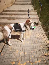 Interactive-Football-Toys Pets-Toy Tpu-Ball Dog-Training-Accessories Small Dogs Bite-Resistant