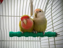 Mascota loro madera cruda Juguetes Para loros y mascotas jaula de pájaros perchas soporte plataforma pata molienda mordeduras Juguetes Para loro accesorios para mascotas