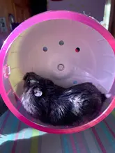 Rueda para hámster silenciosa antideslizante para ejercicio de carrera, juguetes con ruedas para mascotas pequeñas, accesorios para jaula