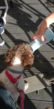 Botella de agua portátil para perros, cuenco alimentador de comida y agua, para viajes al aire libre
