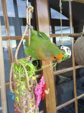 Jaula tejida de bambú colgante para pájaros, accesorios con trituradora de bolas de ratán, Columpio de formayores para loros