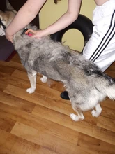 HSWLL-cepillo de doble cara de acero inoxidable para Gato, peine profesional para perros grandes, cuchillo rastrillo de nudo abierto, productos para el cuidado de mascotas