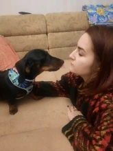 Arnés para perro o gato de nailon, arnés para perro o gato impreso, arneses para perros pequeños, chaleco para caminar para mascotas, correa para gatos, Bulldog Francés, Chihuahua, Yorkshire