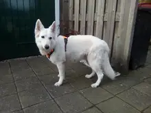 De Nylon reflectante perro arnés sin tirones ajustable mediano grande perro travieso Chaleco de seguridad Vehicular plomo caminar correr