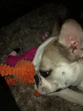 De pana de pana juguetes para perros pequeños perros grandes de forma de Animal felpa mascota cachorro chillón masticar juguete mordedor resistente accesorios de mascotas suministros