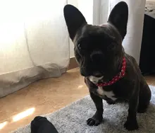 Collar personalizado para perro, collares para mascotas de nilón con estampado de puntos para mascota mediana grande, Pitbull, rojo, azul y negro