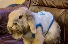 Ropa de Gato cálida para gatos, ropa de primavera y Gato, de lana suave, gatito, gatito, abrigos para gato, chaqueta, disfraces