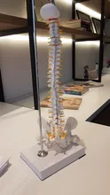 Modelo anatómico para enseñanza médica columna Vertebral humana Flexible, curva Lumbar, columna Vertebral, 45cm, novedad de 2019