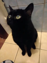 Billetera corta Trifold para hombre, con ventana de identificación, Bolsa porta tarjetas de Velcro Simple, monedero pequeño de bolsillo de lona