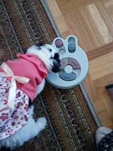 Bowl Dog-Puzzle-Toys Slow-Feeder Food-Dispenser Dogs-Game Puppy Iq Training Interactive