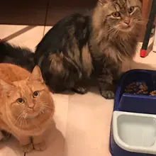 Puppy-Dog-Cat-Collar Engraved Bling Custom Personalized Pet-Dog Dogs Chihuahua Collars