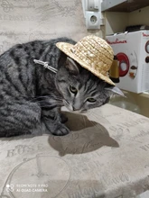 Sombrero Estilo Hawaiano para mascotas, Sombrero pequeño/grande de 14cm y 16cm de diámetro, envío directo