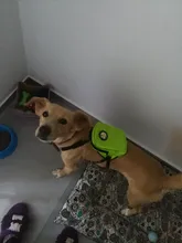 Mochila de nailon de colores para Gato, mochila multifunción con arnés y correa para perros pequeños