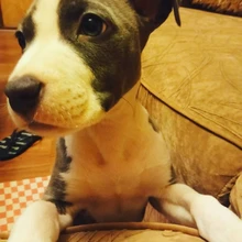 Dog-Collar Studded Spikes Pitbull Large Dog High-Quality Mastiff Big with Black Sharp