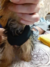 Perro cachorro ajustable para cinturón de seguridad de coche y arnés para perros y gatos, vehículo de mascotas para cinturón de seguridad/cinturón de vida Teddy Yorkie Leash