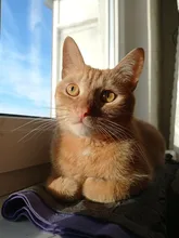 Junta tórica negra para automóvil, arandela de sellado resistente a la corrosión y al aceite, CS, 2mm, OD, 8mm ~ 100mm, NBR, goma de nitrilo redonda O de tipo redondo, 10 Uds.