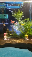 Accesorios de decoración de Acuario, accesorios para mascotas, pecera, adorno bonito de sirenita, pecera, escritorio, 1 Uds.